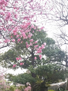 IMG_20150308_151805.jpg