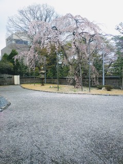 IMG_20170409_133757.jpg